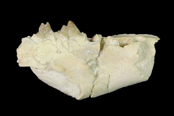 Rare, Fossil Bear Dog (Daphoenus) Jaw Section - South Dakota #143951